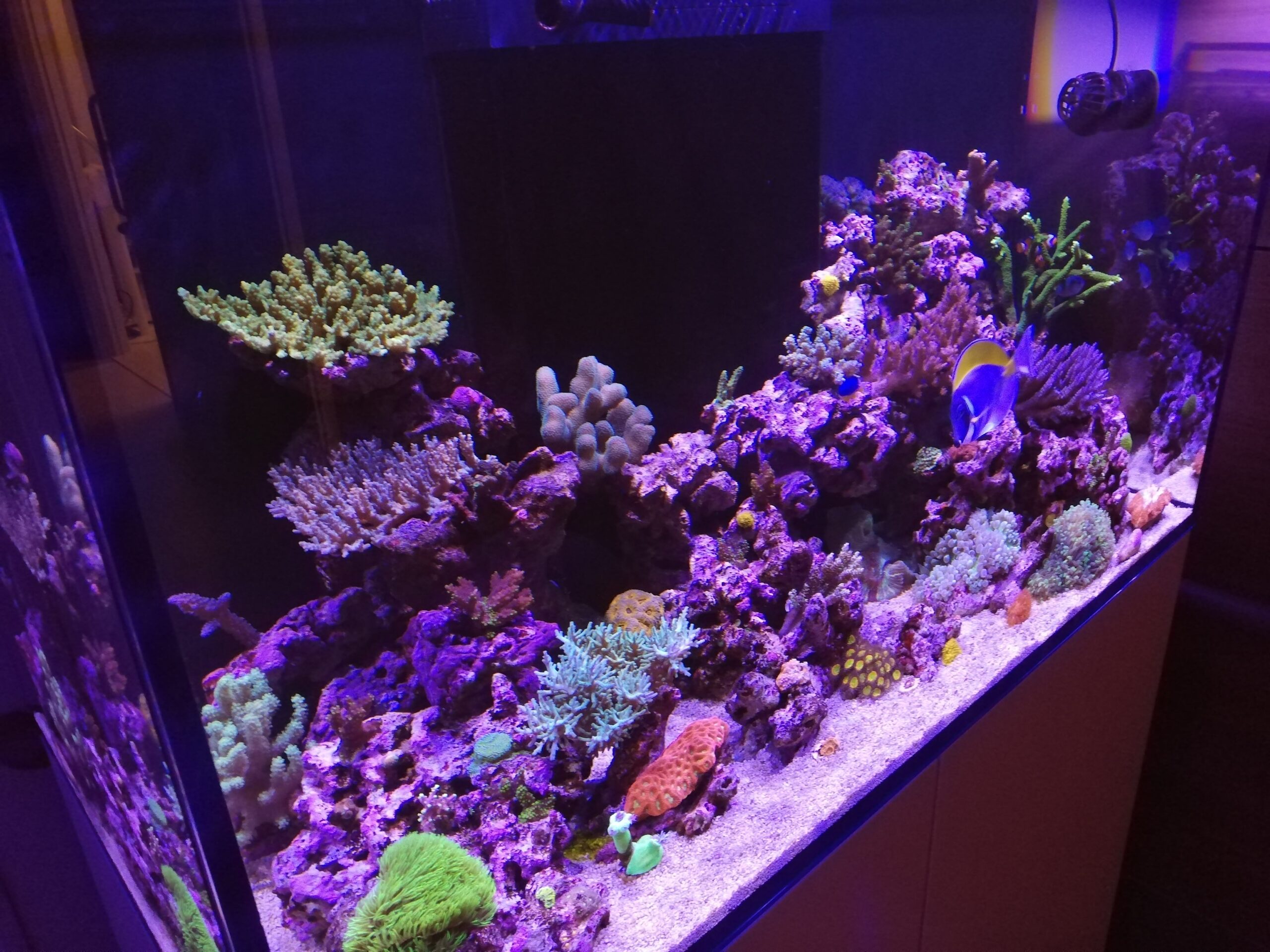 クリニックのサンゴ水槽が奇麗になってきました